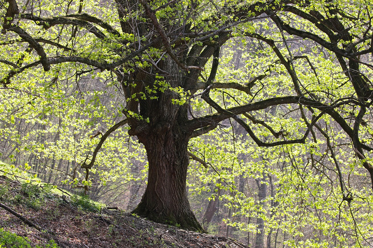 Die Märkerschaft Feldkirchen – 500 Jahre gelebte Waldtradition am Mittelrhein